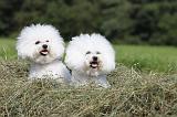 BICHON FRISE 444